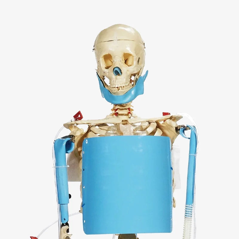 Bio-Bones